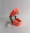 Красочные чистя щеткой пластиковые зубоврачебные зубы моделируют съемное