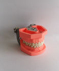 Красочные чистя щеткой пластиковые зубоврачебные зубы моделируют съемное